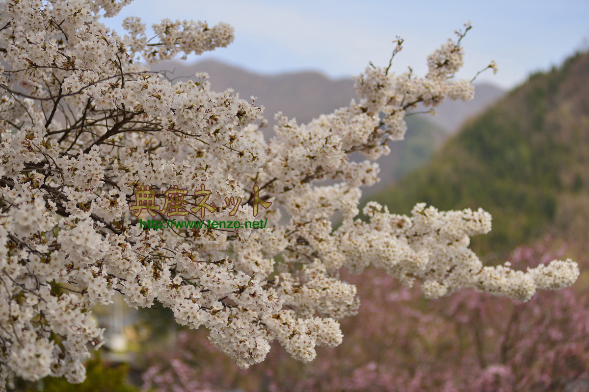 沼田市の桜