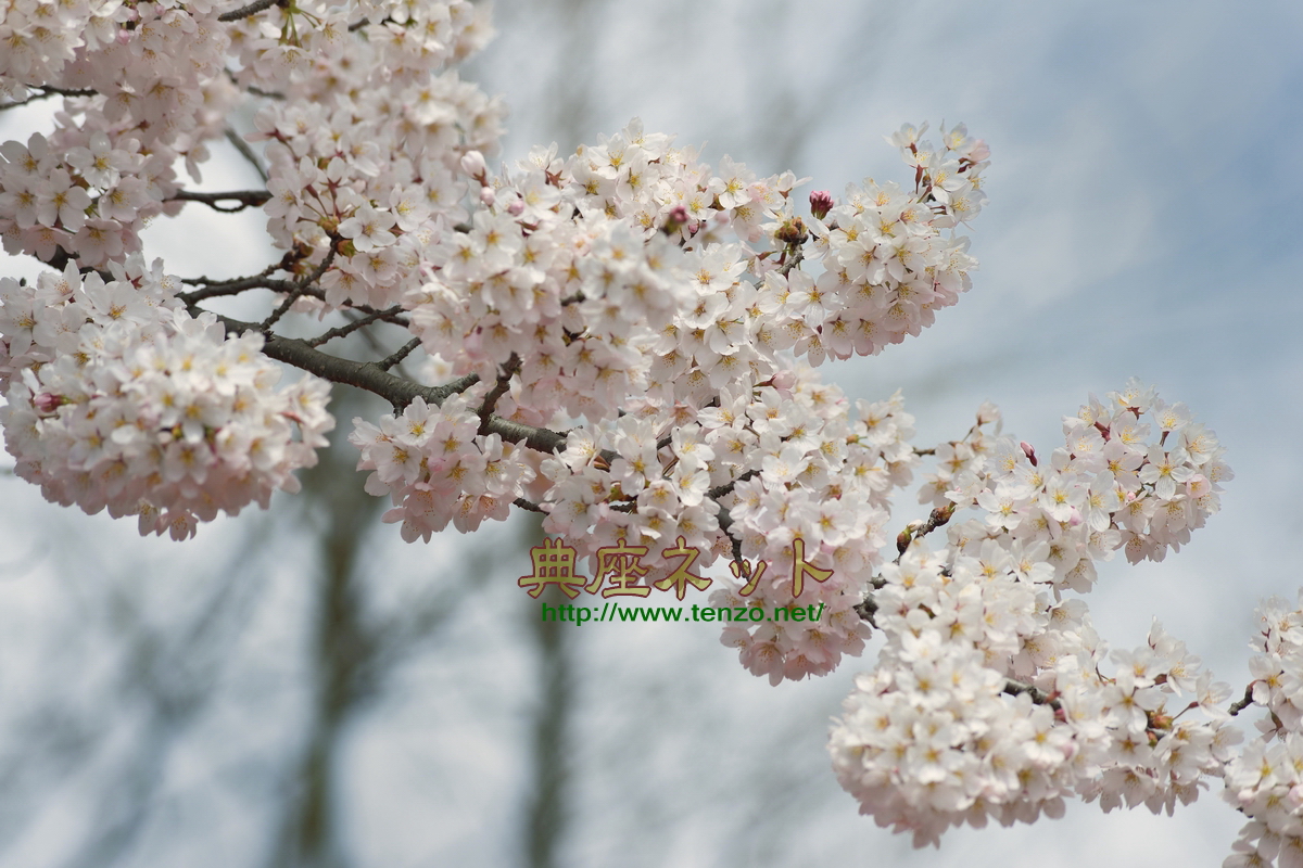 利根の桜