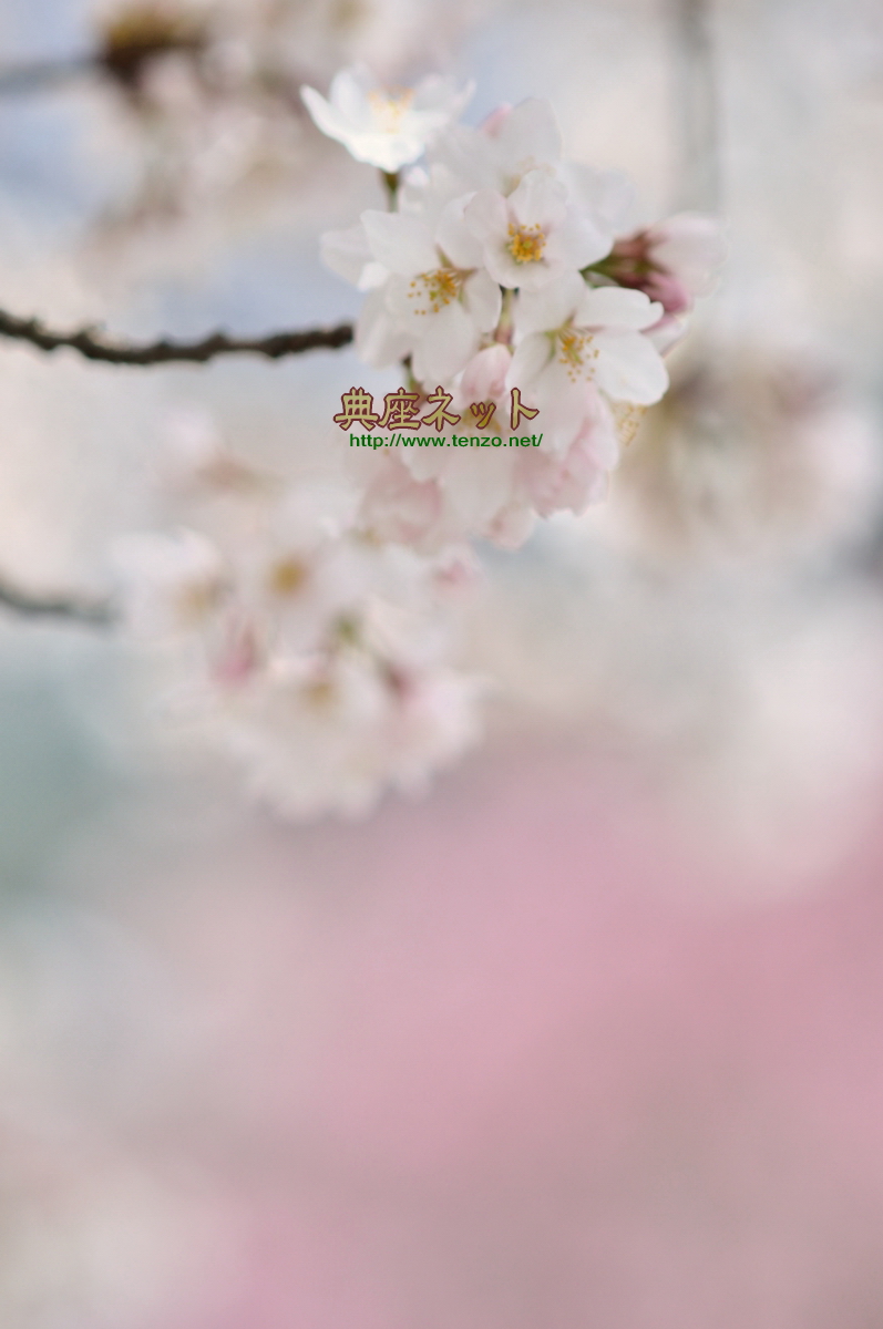 利根の桜